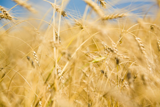 農(nóng)業(yè)電氣化專(zhuān)升本學(xué)校對(duì)考生報(bào)名有什么條件的要求？