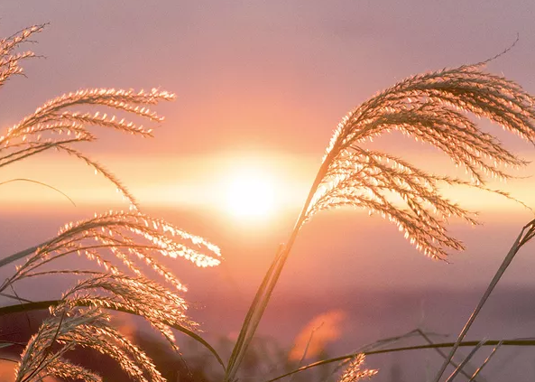 英語(yǔ)四六級(jí)，中國(guó)文化特色詞匯翻譯