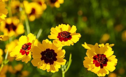 應(yīng)用英語專業(yè)專升本考試科目有哪些？