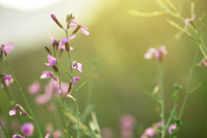 四川大學(xué)專(zhuān)升本難嗎？