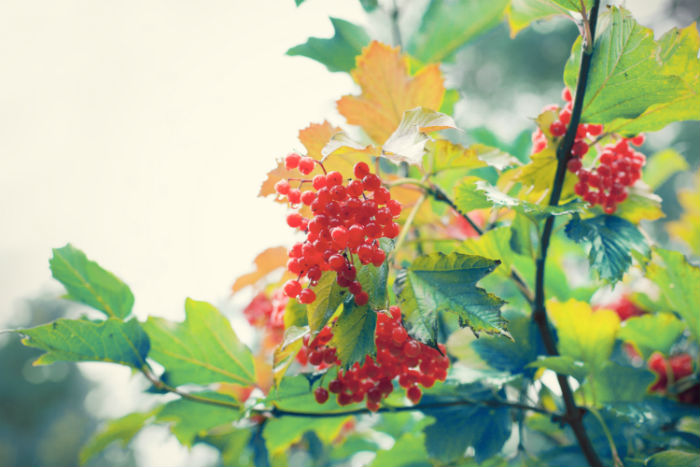 臨滄專升本培訓機構有哪些？報名哪個靠譜？