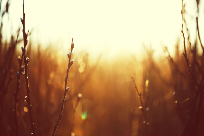 東北財(cái)經(jīng)大學(xué)專升本遠(yuǎn)程教育畢業(yè)要什么條件？